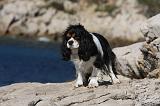 CAVALIER KING CHARLES 560